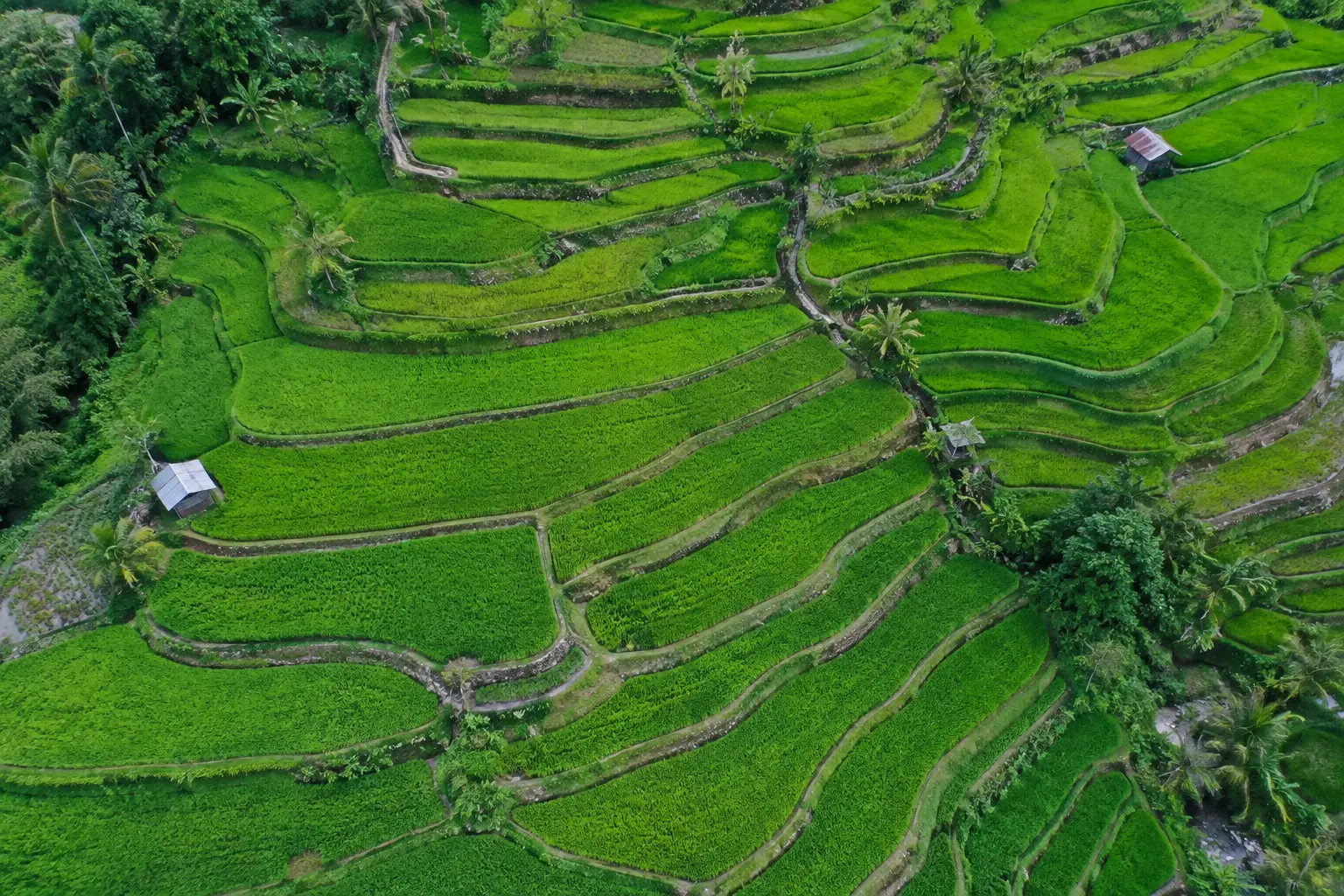 Lahan sawah berjenjang yang dijadikan blok dalam rancangan acak kelompok